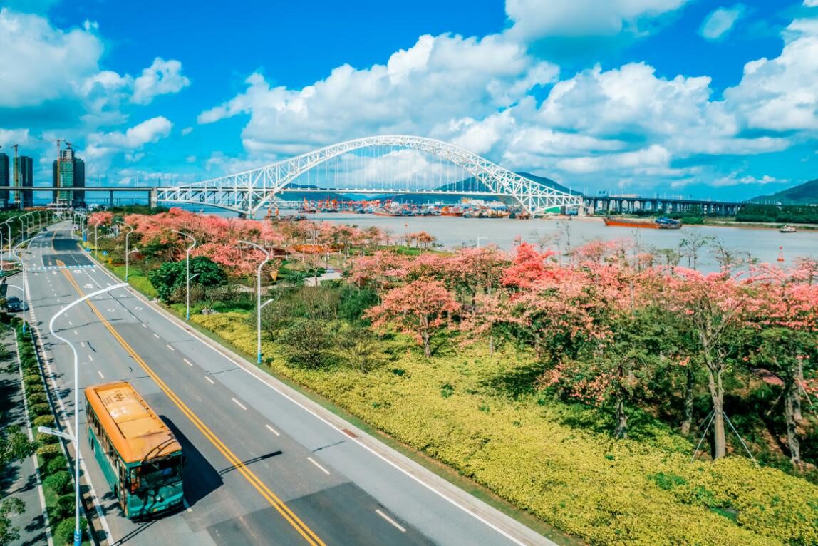 Tree-lined avenue in Hengqin